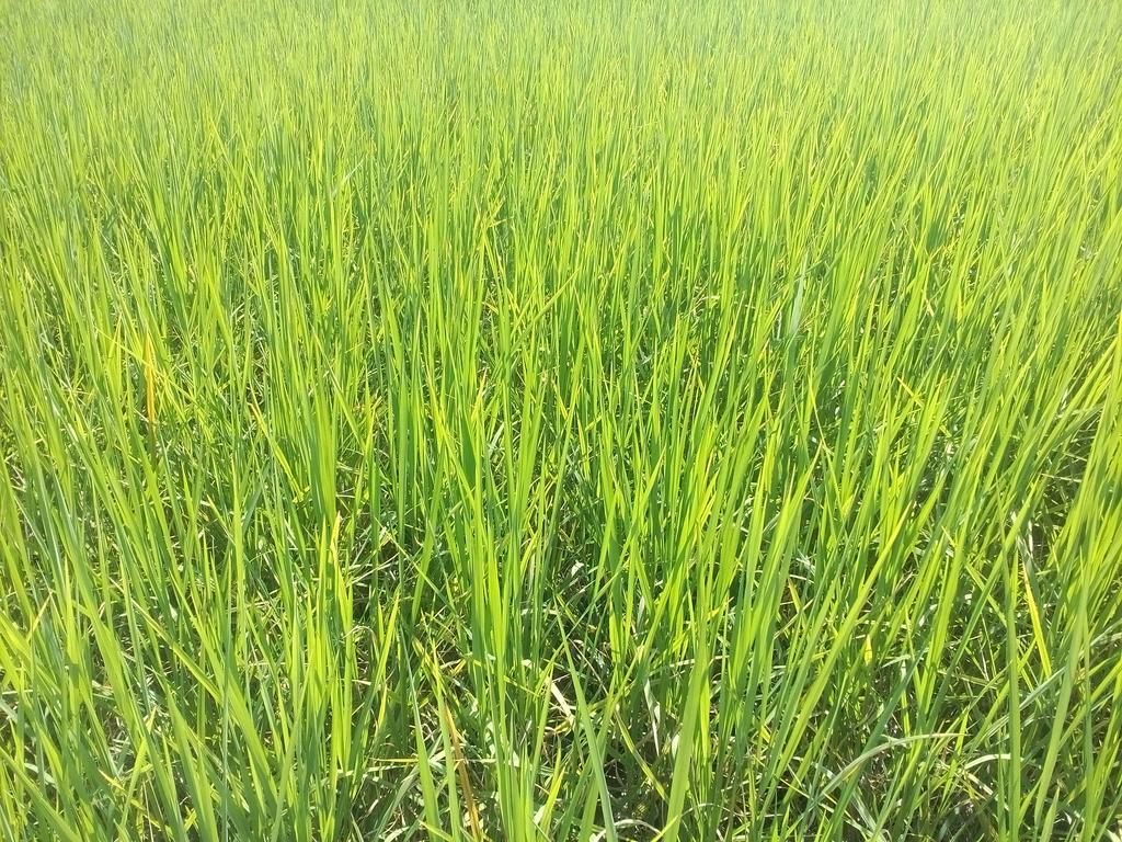 Ban Lom Jen Homestay 치앙라이 외부 사진